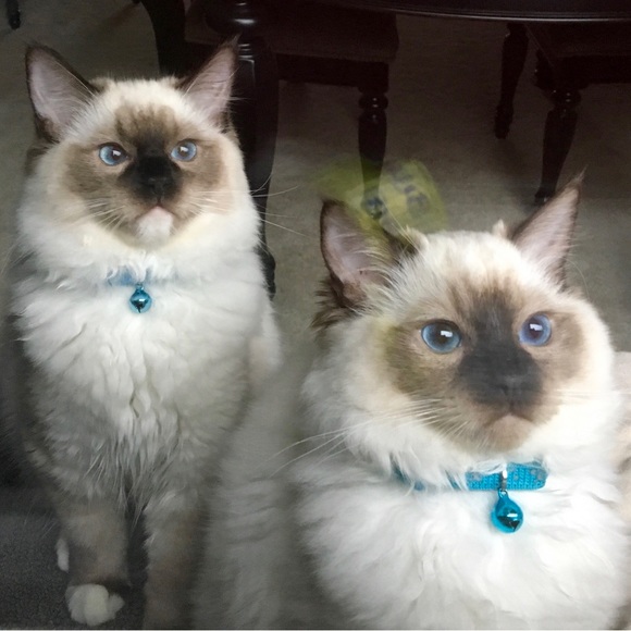 🚀☀️💝Meet your Posher, Patricia💝☀️🚀 - Picture 3 of 9